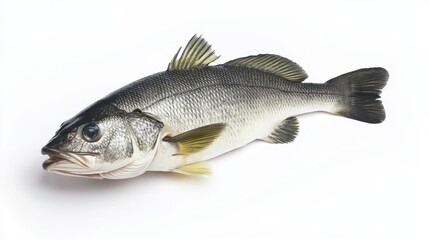 Obraz premium Unique sea bass on an isolated white backdrop studio shot with high detail