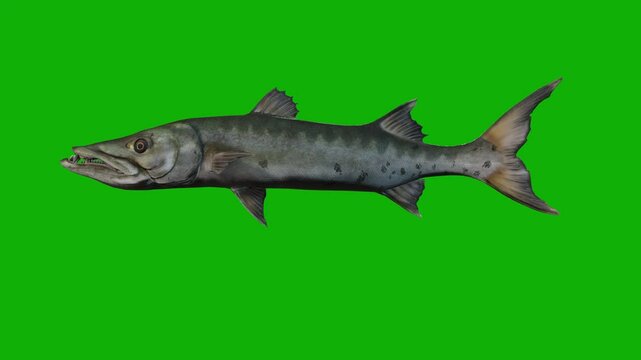 Barracuda Fish Swimming From Left, 3D Rendering Animation on Green Screen