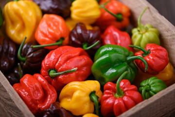 Ripened multi-colored habanero peppers (capsicum chinense) in wooden box close up. Very hot mexican peppers
