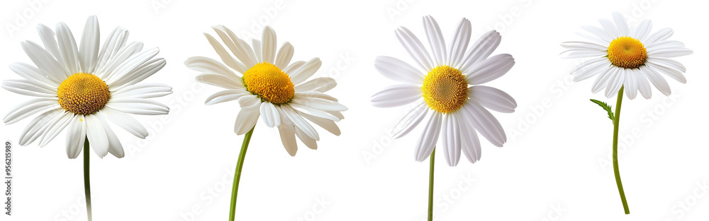 Leinwandbilder this monochrome image of chamomile has a clipping path and is made with full depth of field