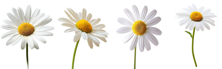 This monochrome image of chamomile has a clipping path and is made with full depth of field