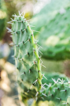 Green cactus with sharp thorns