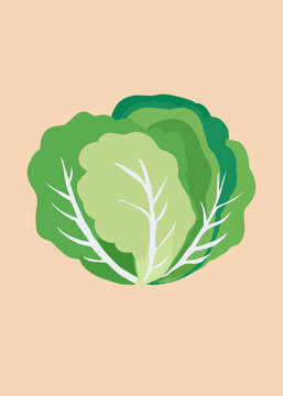 Lettuce illustration on beige background
