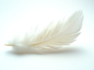 Obraz premium A delicate white feather gently resting on a soft surface, symbolizing lightness and purity.