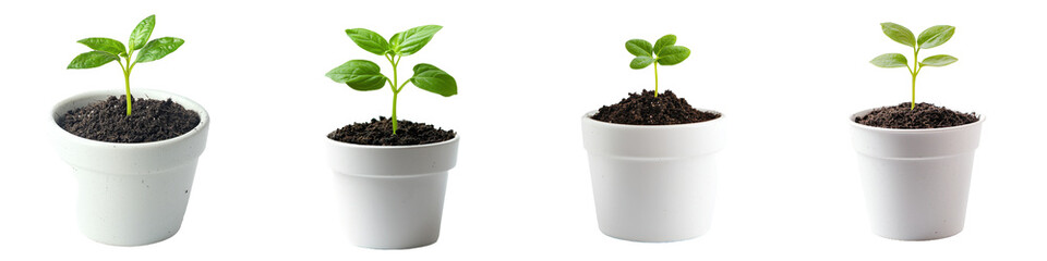 An isolated, white background shows a young plant growing in a pot