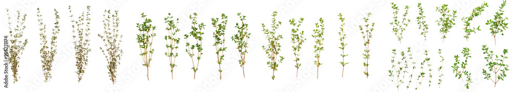 Poster Isolated thyme on white background with full depth of field and clipping path