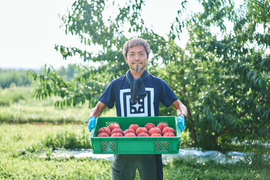 収穫した桃のカゴをかかえる日本の農家さん