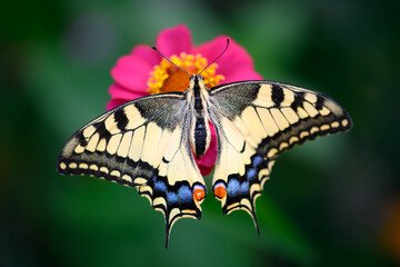 Macro shot of Beautiful Swallowtail Butterfly (Papilio machaon) on pink flower close up © Ivan Kmit