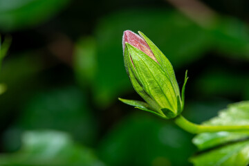 Macro Photo of Blooming Rose