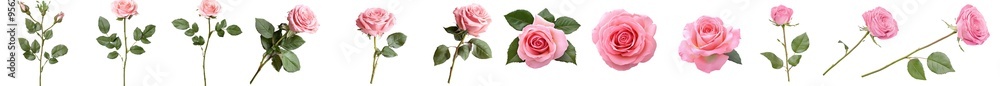 Aufkleber Angular red rose isolated on white, clipping path, full depth of field