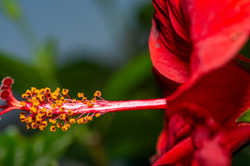 Macro Details and Stamens of Red Hibiscus Rosa Sinensis Flower (Chinese Rose)