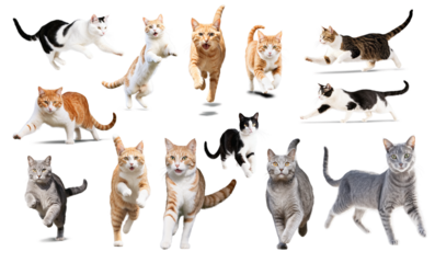 Cat in motion on isolated background