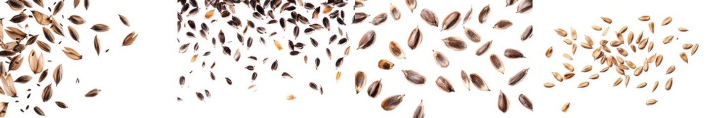 Obraz premium A falling sunflower seed is isolated on a white background, selectively focused