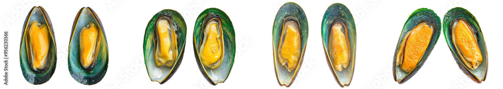 Poster an isolated green shell-covered mussel, with a white background and full depth of field