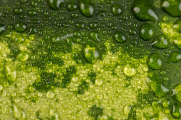 details of a multicolored watermelon peel covered with drops of water
