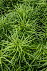 The green plant in the garden