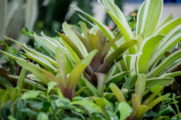 The green plant in the garden