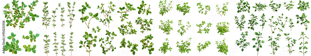 Poster a full-depth of field photograph of thyme isolated on white background