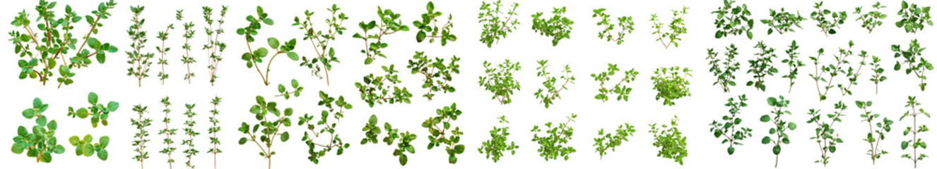 A full-depth of field photograph of thyme isolated on white background