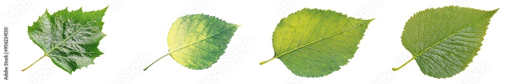 Poster Leaf of a hazelnut, isolated on white, full depth of field