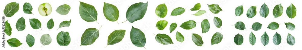 Poster full depth of field image of an apple leaf isolated on white