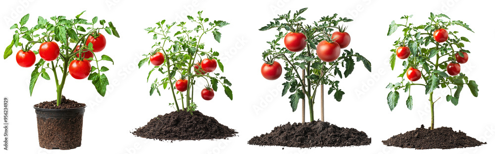 Poster branches of tomatoes on a white background, full depth of field