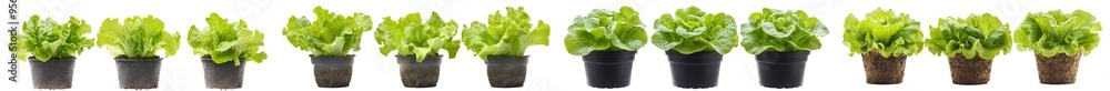 Poster full depth of field image of romain lettuce on a white background