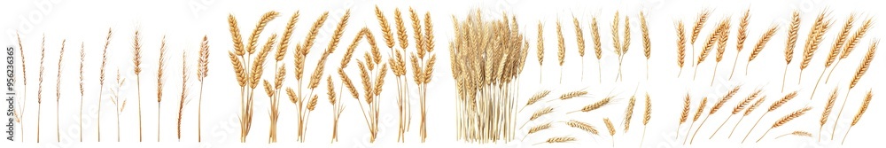 Poster Isolated wheat on white background with full depth of field