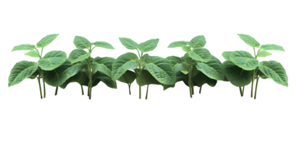 Green bean plant seedlings growing in soil with light green leaves isolated on a transparent background.
