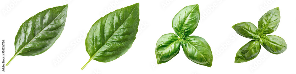 Poster the basil plant is isolated against a white background with full depth of field