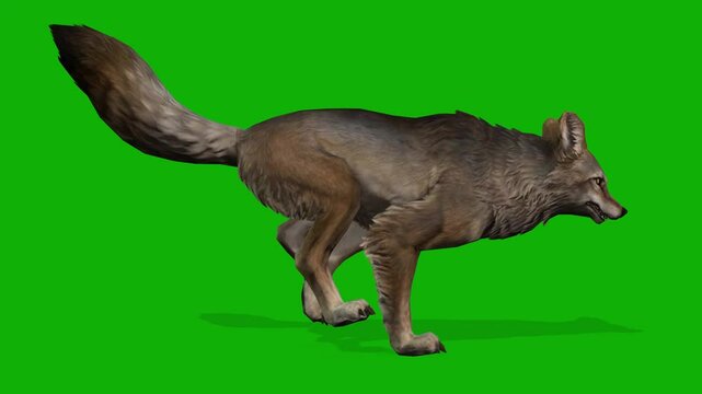 A Clever Fox Run Fast View From Right Side On Green Screen - 3D Rendering Animation