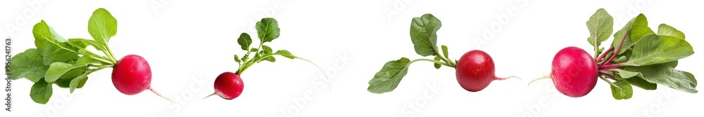 Fototapete isolated radish with full depth of field in front of a white background