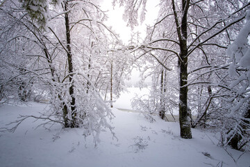 A snowy forest with trees covered in snow