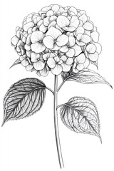 Line drawing of a single hydrangea flower with leaves.
