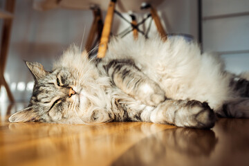 fluffy domestic cat lazily lies on parquet floor in room, in sun rays