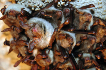 Colony of hanging bats in a cave. These fllying mammals are using echolocation to navigate