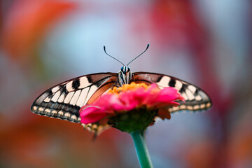 Beautiful Swallowtail Butterfly (Papilio machaon) on pink flower close up. Insect macro photography