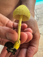 Small, deep yellow bull's eye, often found in flower pots. Bolbitius titubans