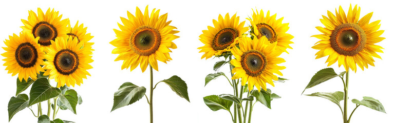 Obraz premium Isolated sunflower on white background, full depth of field