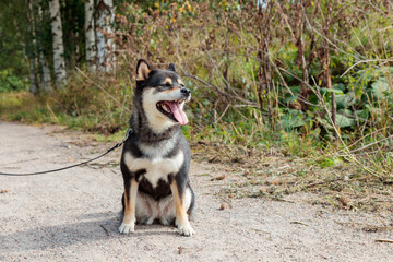 Black and tan dog, Japanese Shiba Inu breed, and nature, pet outdoors, in sunny summer forest or park in Finland, Europe