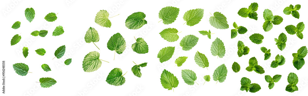 Poster strawberry leaf in full depth of field, isolated on white background