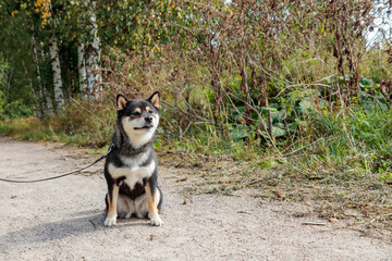 Black and tan dog, Japanese Shiba Inu breed, and nature, pet outdoors, in sunny summer forest or park in Finland, Europe