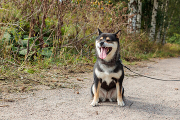 Black and tan dog, Japanese Shiba Inu breed, and nature, pet outdoors, in sunny summer forest or park in Finland, Europe