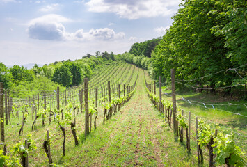 Obraz premium A vineyard with a long row of vines and a fence in the background