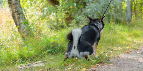 Black and tan dog, Japanese Shiba Inu breed peeing in sunny summer forest or park in Finland, Europe, pet and toilet