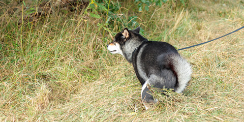 Black and tan dog, Japanese Shiba Inu defecates in summer forest or park in Finland, Europe, pet and toilet