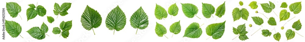 Poster An isolated raspberry leaf resting on a white background. It has a clipping path and full depth of field.