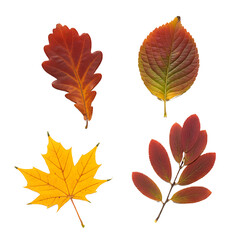Naklejka premium collection of autumn leaves. leaf of oak, maple, hawthorn, aspen. red and yellow foliage. herbarium. png isolated background. transparent background