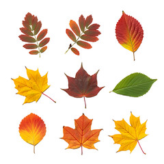 collection of autumn leaves. leaf of oak, maple, hawthorn, aspen. red and yellow foliage. herbarium.
png isolated background. transparent background
