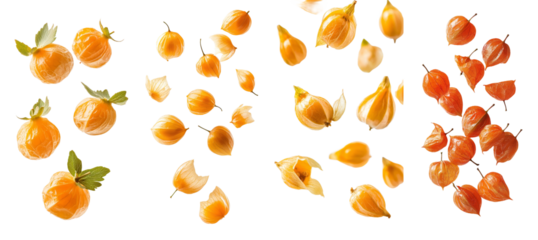 The physalis of the Cape gooseberry is isolated on a white background, with full depth of field